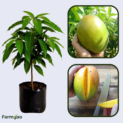 Keitt Mango Aam Grafted Healthy Fruit Plant