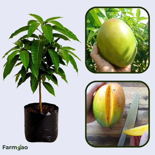 Keitt Mango Aam Grafted Healthy Fruit Plant