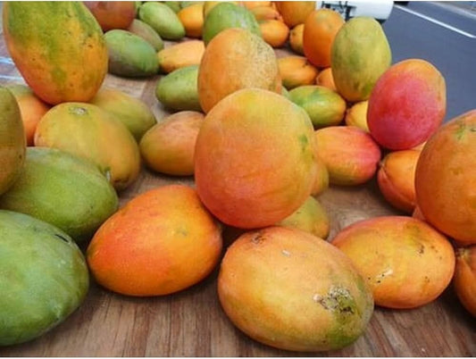 Keitt Mango Aam Grafted Healthy Fruit Plant