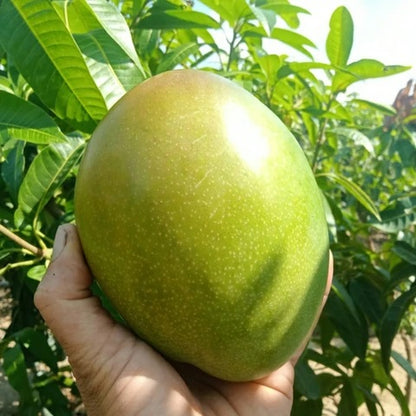 Keitt Mango Aam Grafted Healthy Fruit Plant
