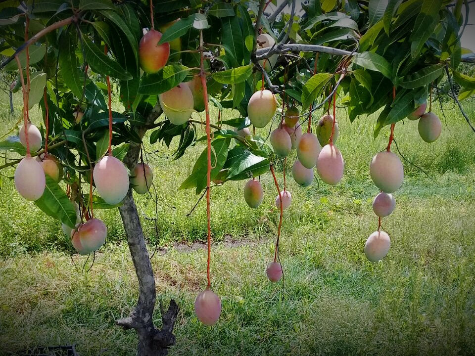 Keitt Mango Aam Grafted Healthy Fruit Plant