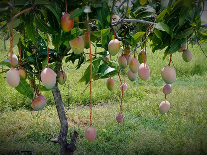 Keitt Mango Aam Grafted Healthy Fruit Plant