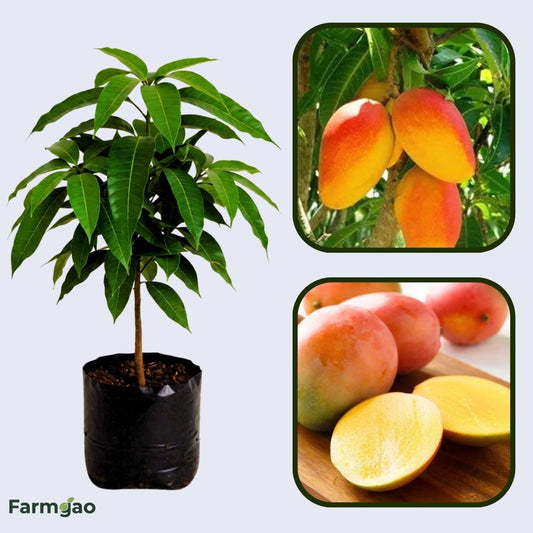 Kensington Pride Mango Aam Grafted Healthy Fruit Plant