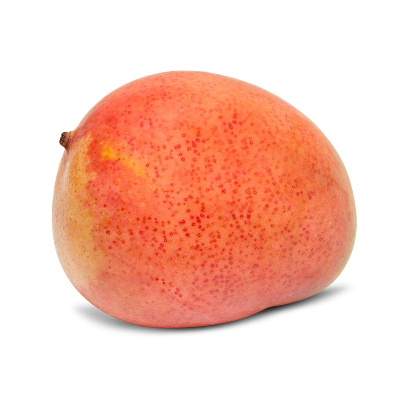 Kensington Pride Mango Aam Grafted Healthy Fruit Plant