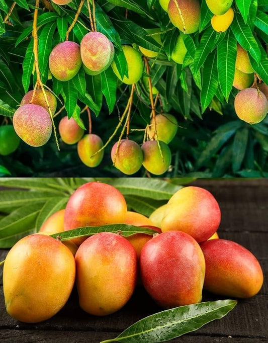 Kensington Pride Mango Aam Grafted Healthy Fruit Plant