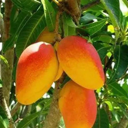 Kensington Pride Mango Aam Grafted Healthy Fruit Plant