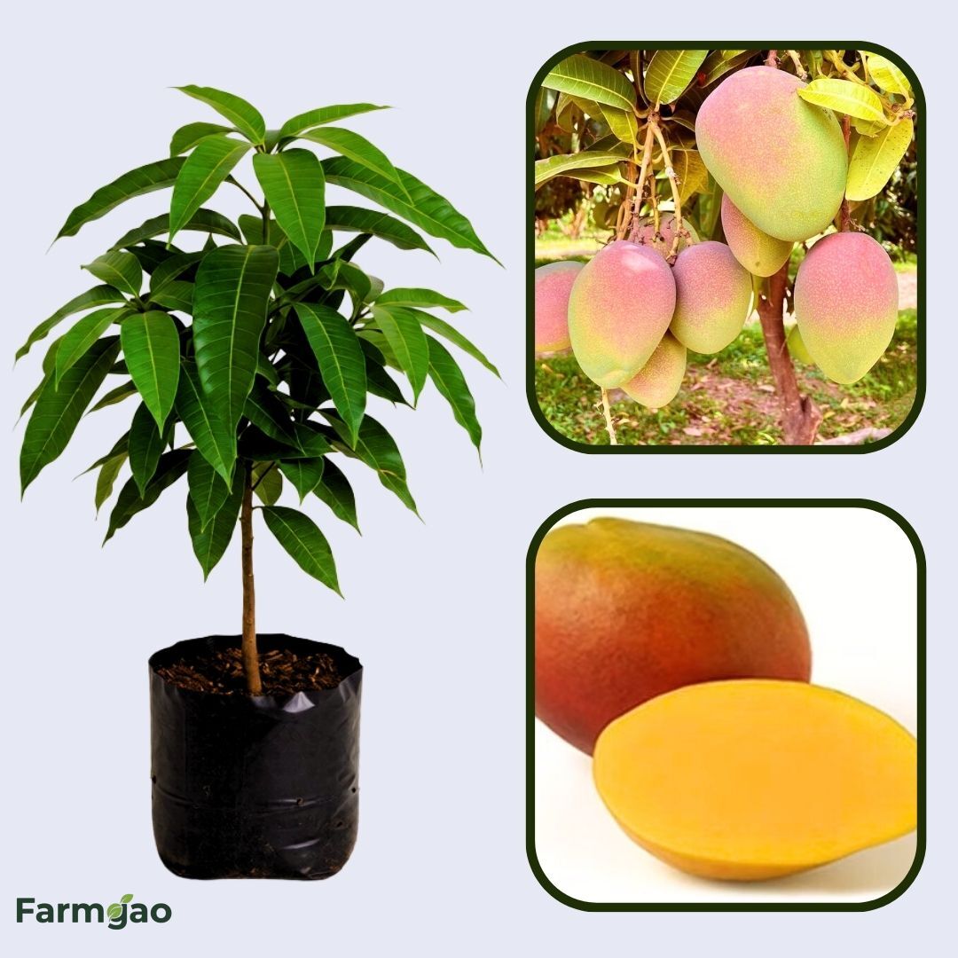 Kent Mango Aam Grafted Healthy Fruit Plant