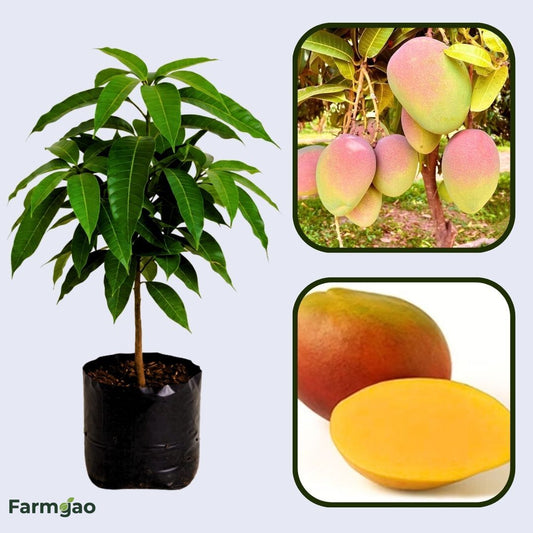 Kent Mango Aam Grafted Healthy Fruit Plant