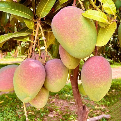 Kent Mango Aam Grafted Healthy Fruit Plant