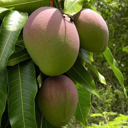 Kent Mango Aam Grafted Healthy Fruit Plant