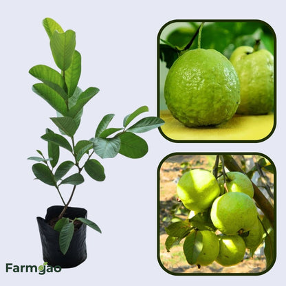 Kenyan White Guava Air Layered Healthy Fruit Plant
