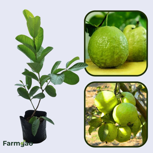 Kenyan White Guava Air Layered Healthy Fruit Plant