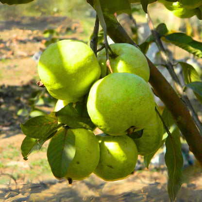 Kenyan White Guava Air Layered Healthy Fruit Plant