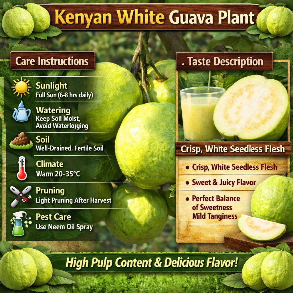 Kenyan White Guava Air Layered Healthy Fruit Plant