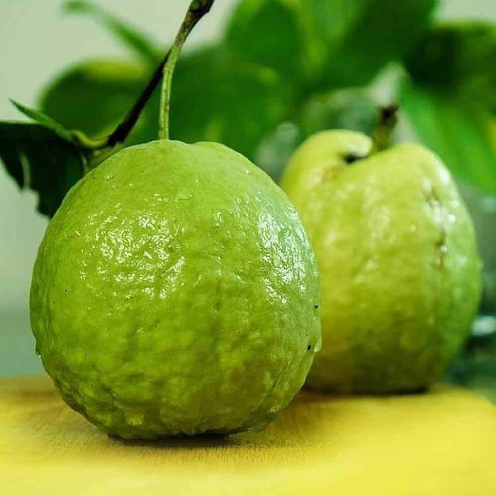 Kenyan White Guava Air Layered Healthy Fruit Plant