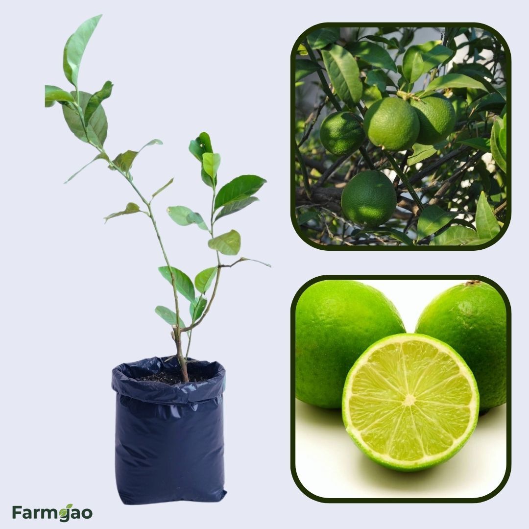 Kerala Acid Lime Plant Live Nimbu Tree Kagzi Lemon Citrus Limon Fruit Plant