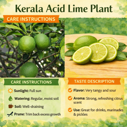 Kerala Acid Lime Plant Live Nimbu Tree Kagzi Lemon Citrus Limon Fruit Plant