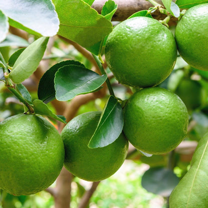 Kerala Acid Lime Plant Live Nimbu Tree Kagzi Lemon Citrus Limon Fruit Plant