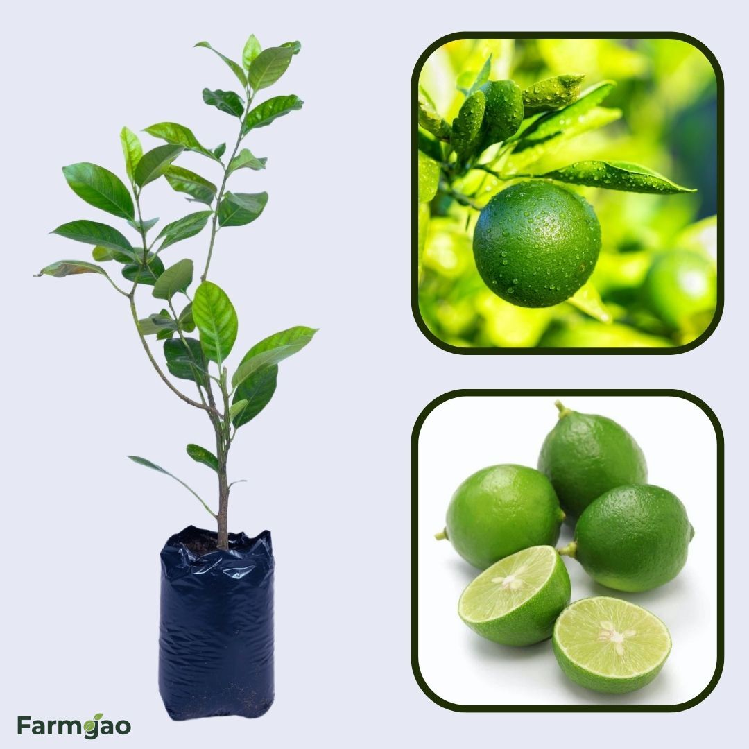 Key Lime (Mexican Lime) Plant Live Nimbu Tree Kagzi Lemon Citrus Limon Fruit Plant
