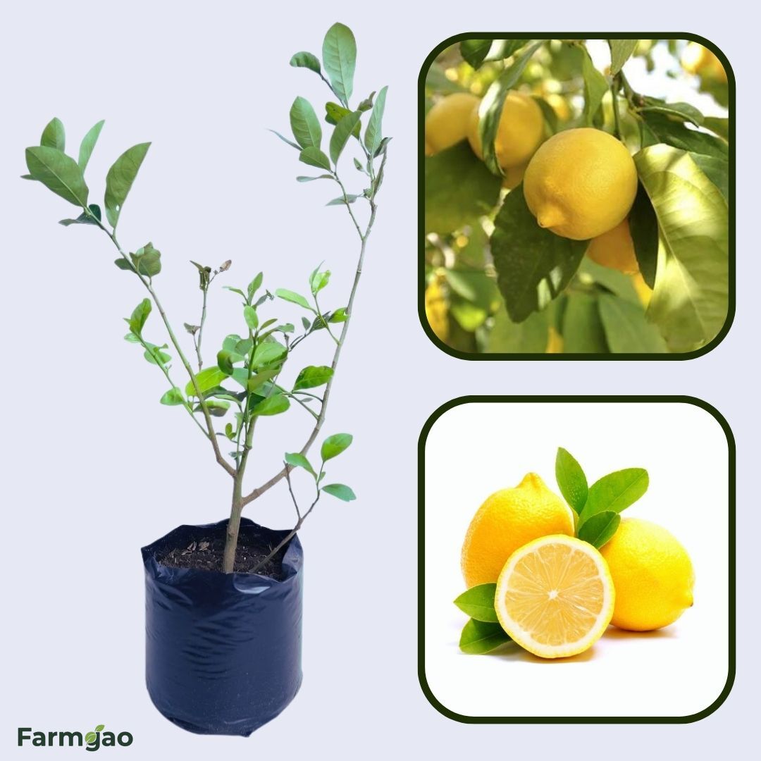 Khasi Lemon Plant Live Nimbu Tree Kagzi Lemon Citrus Limon Fruit Plant