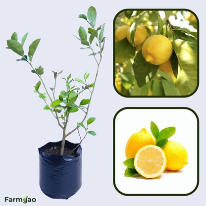 Khasi Lemon Plant Live Nimbu Tree Kagzi Lemon Citrus Limon Fruit Plant