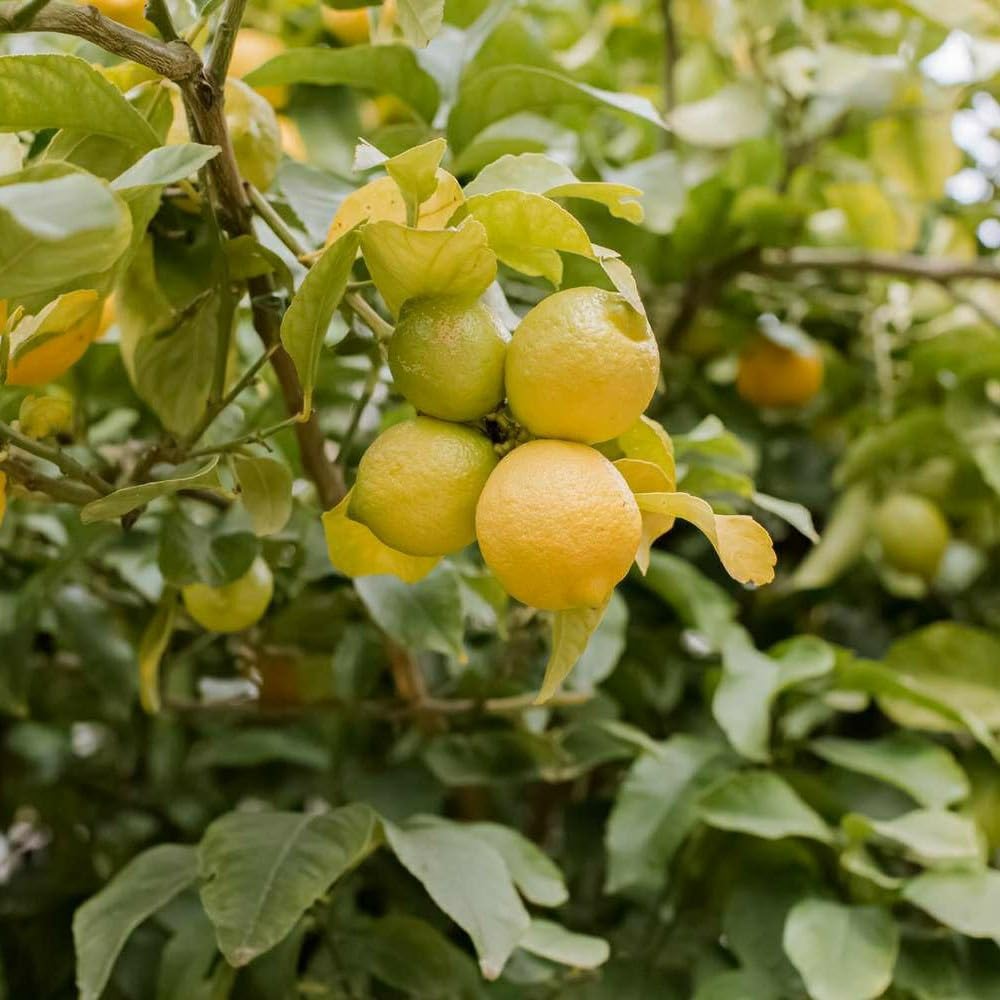 Khasi Lemon Plant Live Nimbu Tree Kagzi Lemon Citrus Limon Fruit Plant