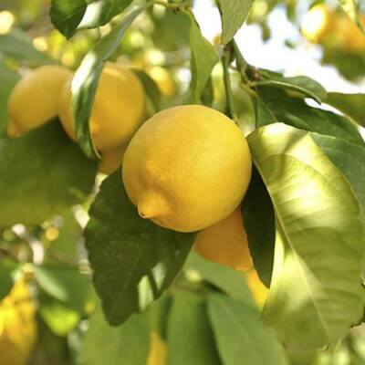 Khasi Lemon Plant Live Nimbu Tree Kagzi Lemon Citrus Limon Fruit Plant