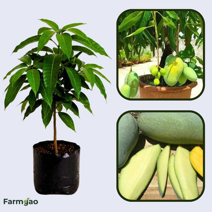 Khieo Sawoei Mango Aam Grafted Healthy Fruit Plant