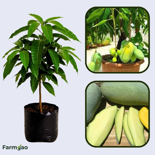 Khieo Sawoei Mango Aam Grafted Healthy Fruit Plant