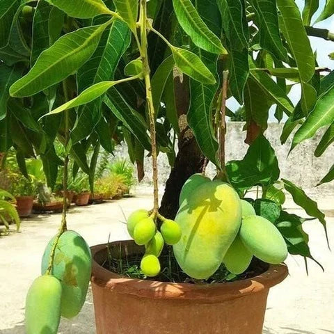 Khieo Sawoei Mango Aam Grafted Healthy Fruit Plant