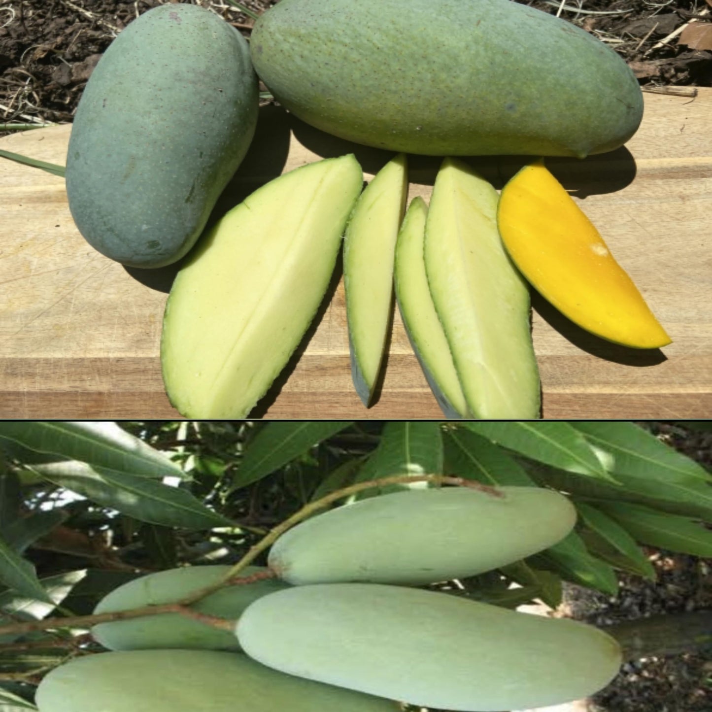 Khieo Sawoei Mango Aam Grafted Healthy Fruit Plant
