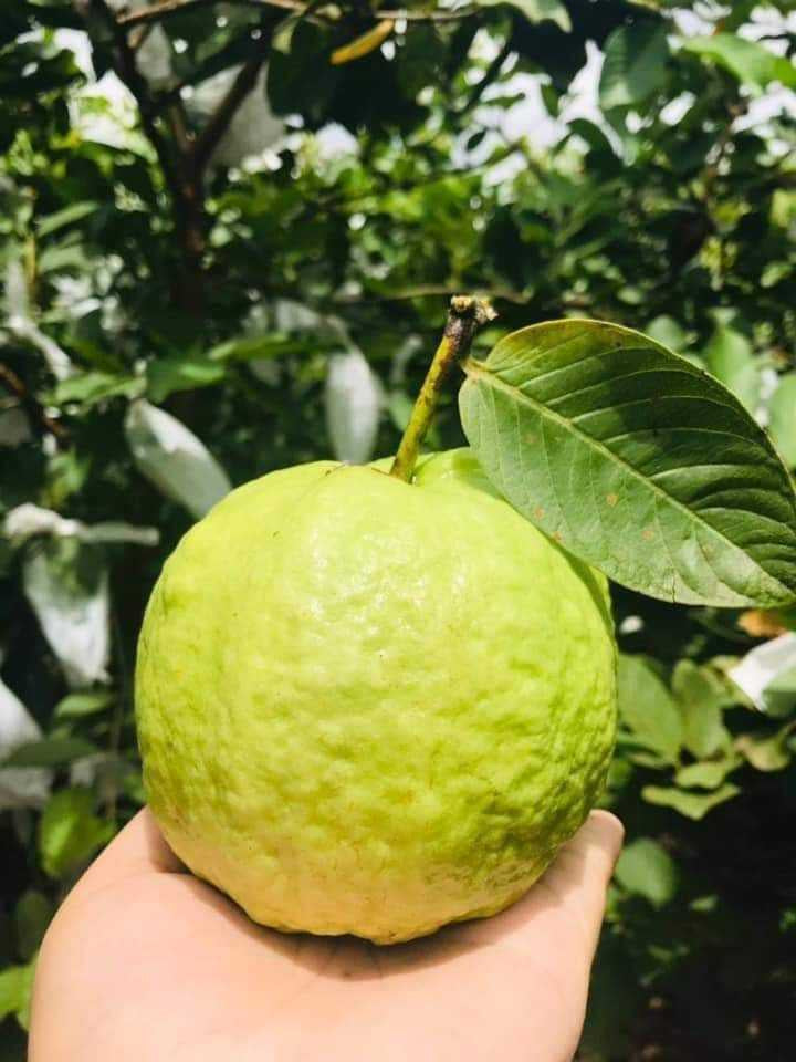 Kimju Guava Air Layered Healthy Fruit Plant