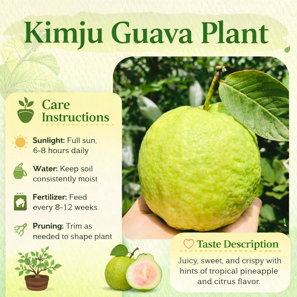 Kimju Guava Air Layered Healthy Fruit Plant