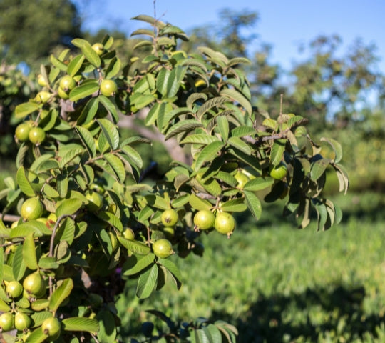Kimju Guava Air Layered Healthy Fruit Plant