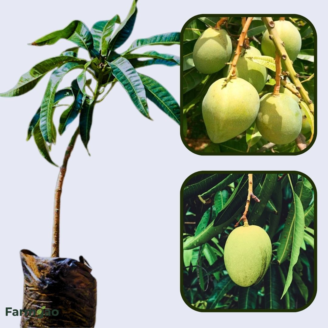 Kishan Bhog Mango Aam Grafted Healthy Fruit Plant