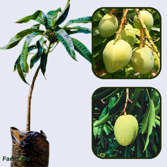 Kishan Bhog Mango Aam Grafted Healthy Fruit Plant