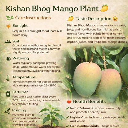 Kishan Bhog Mango Aam Grafted Healthy Fruit Plant