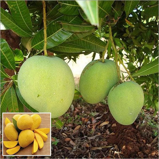 Kishan Bhog Mango Aam Grafted Healthy Fruit Plant