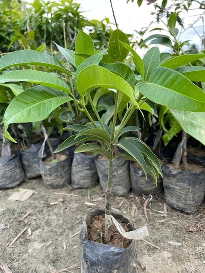 Kishan Bhog Mango Aam Grafted Healthy Fruit Plant