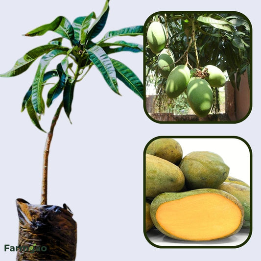 Kohu Amba Mango Aam Grafted Healthy Fruit Plant