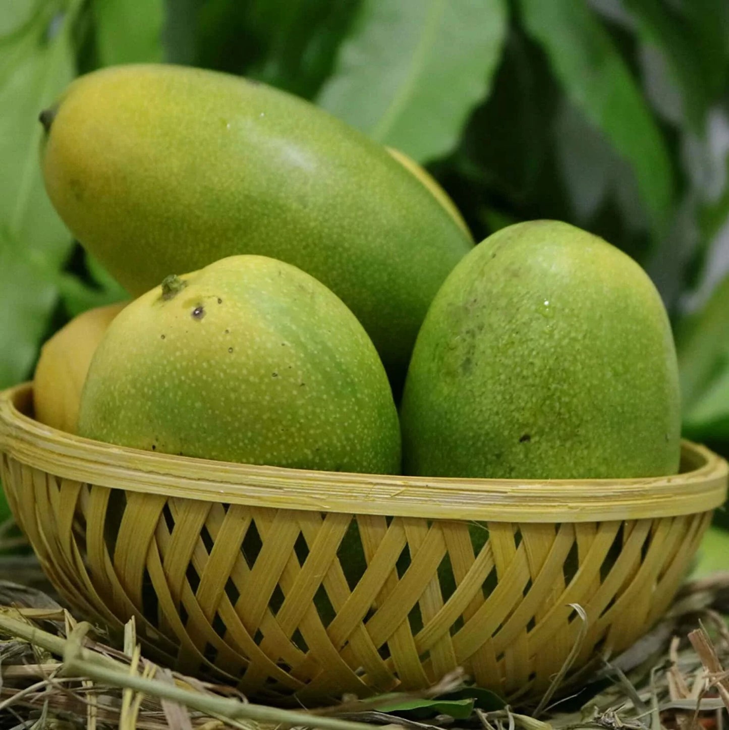 Kohu Amba Mango Aam Grafted Healthy Fruit Plant