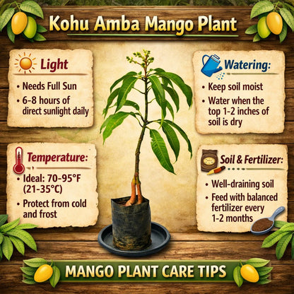 Kohu Amba Mango Aam Grafted Healthy Fruit Plant