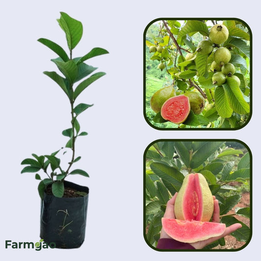 Kona Pink Guava Air Layered Healthy Fruit Plant