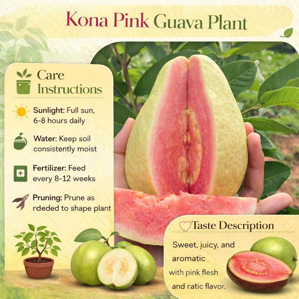 Kona Pink Guava Air Layered Healthy Fruit Plant