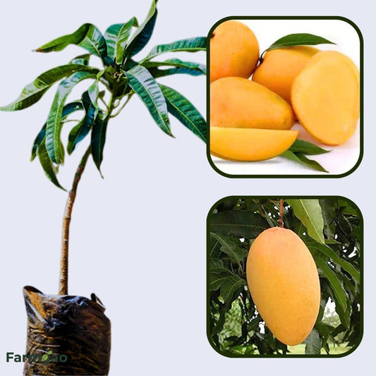 Konkan Ruchi Mango Aam Grafted Healthy Fruit Plant