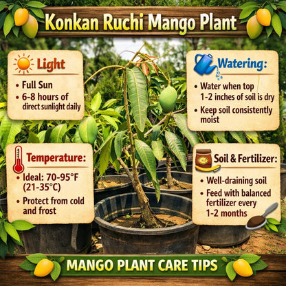 Konkan Ruchi Mango Aam Grafted Healthy Fruit Plant