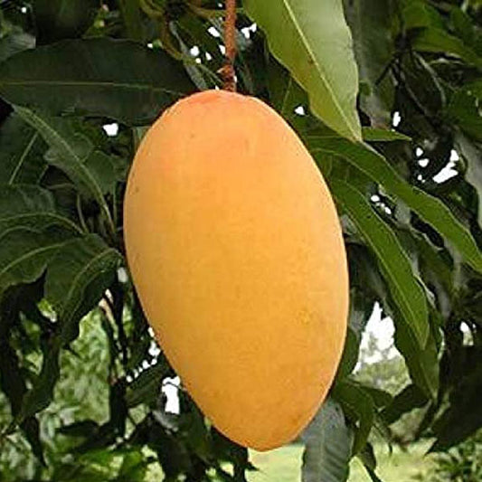 Konkan Ruchi Mango Aam Grafted Healthy Fruit Plant