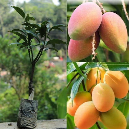 Konkan Ruchi Mango Aam Grafted Healthy Fruit Plant
