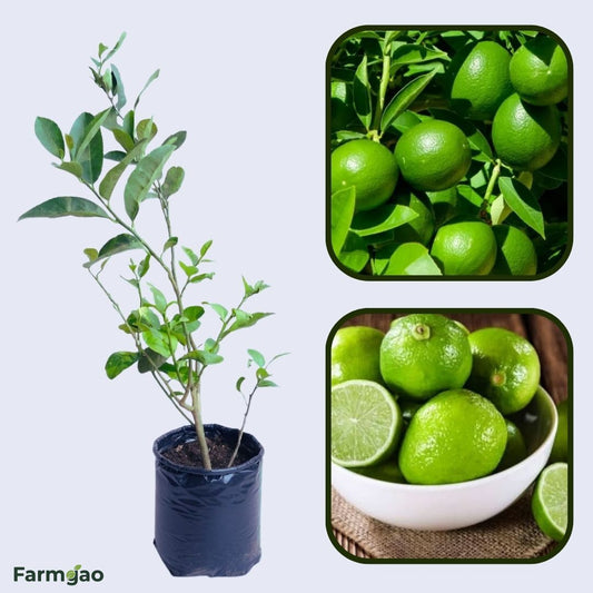 Konkan Seedless Lemon Plant Live Nimbu Tree Kagzi Lemon Citrus Limon Fruit Plant