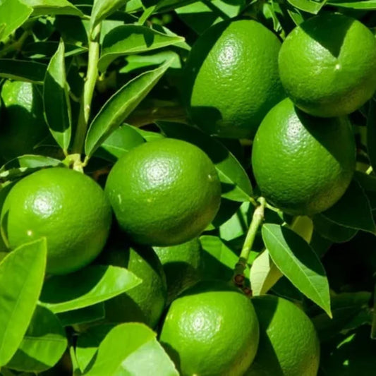 Konkan Seedless Lemon Plant Live Nimbu Tree Kagzi Lemon Citrus Limon Fruit Plant